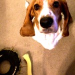 sir oliver t puddington basset wants stinky farm finds