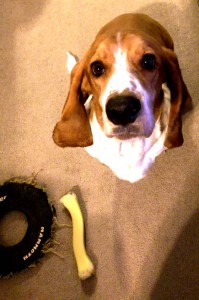 While our dog, Sir Oliver T. Puddington, really loves how dirty and smelly farm fresh finds are, I prefer to clean them!