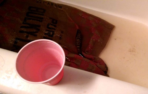 (This is the only use I have for red Solo cups these days! lol)